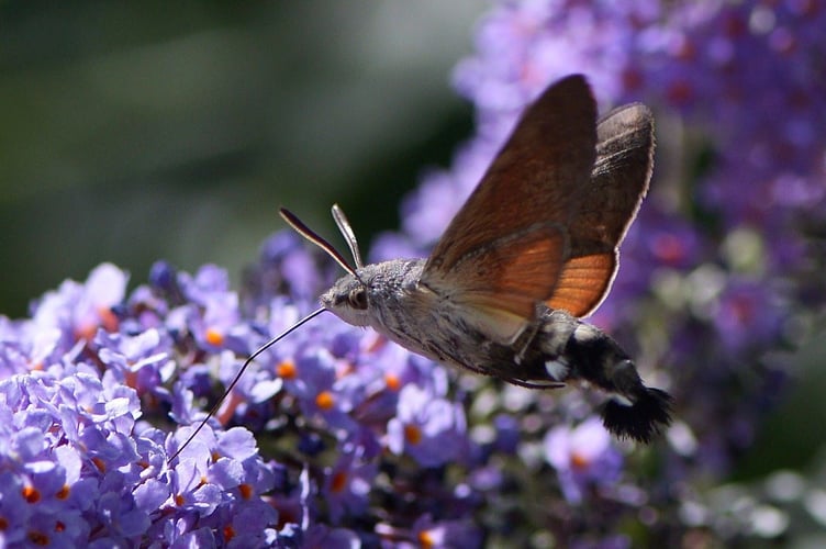 Jerry Kent won first place in the species category
