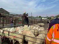 Market report: Strong trade for store sheep at Knighton