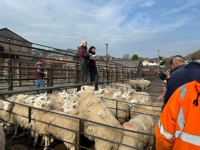 Knighton Market during a strong spring trade