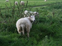 Wales sheep farmers warned of blowfly strike risk