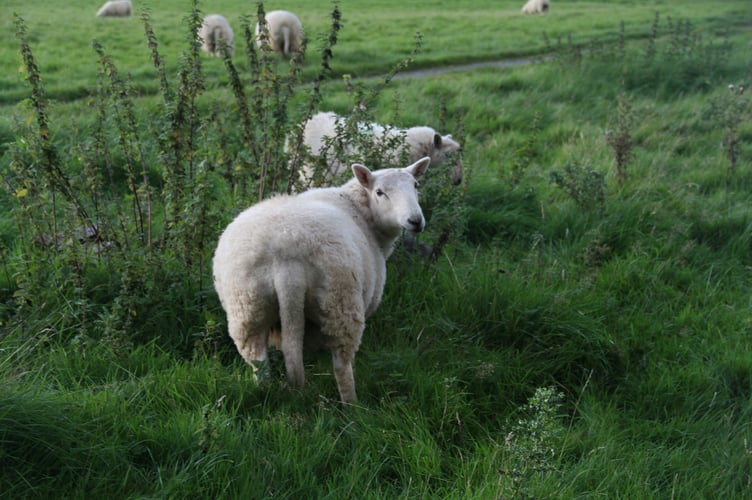 Sheep