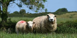 Major reform of Welsh meat promotion body urged by Senedd committee