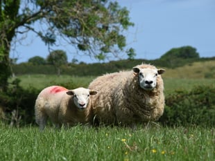 Major reform of Welsh meat promotion body urged by Senedd committee
