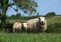 Major reform of Welsh meat promotion body urged by Senedd committee