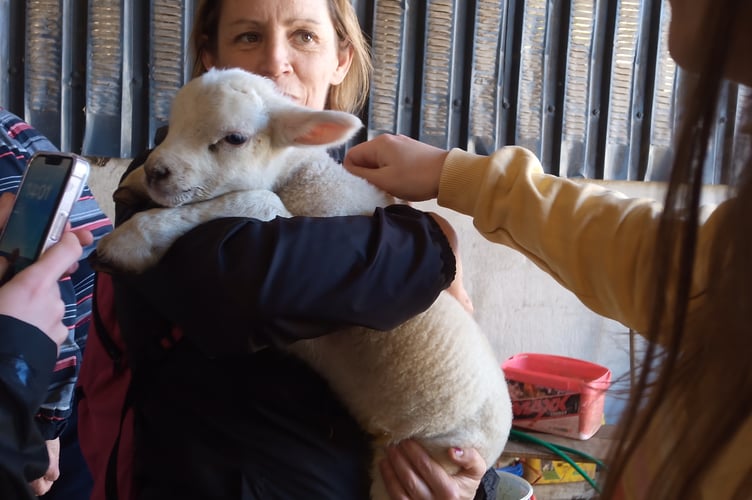 Visitors delight in cuddling lambs during their farm tour in Talybont