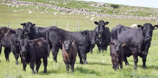 Reducing calving intervals will save cash, says HCC