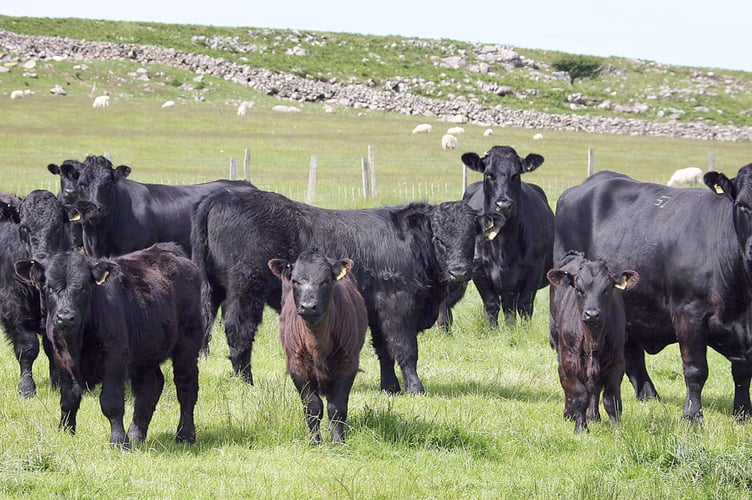 Improving calving efficiency is key to boosting profitability and sustainability in the Welsh beef sector, new data suggests