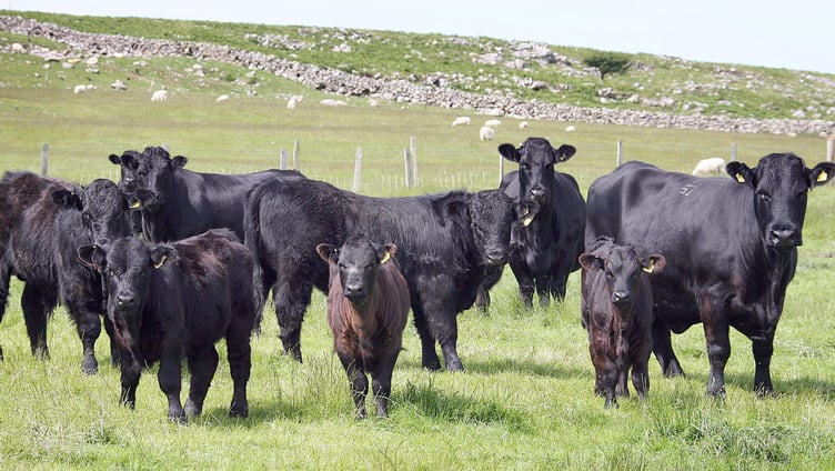 Improving calving efficiency is key to boosting profitability and sustainability in the Welsh beef sector, new data suggests