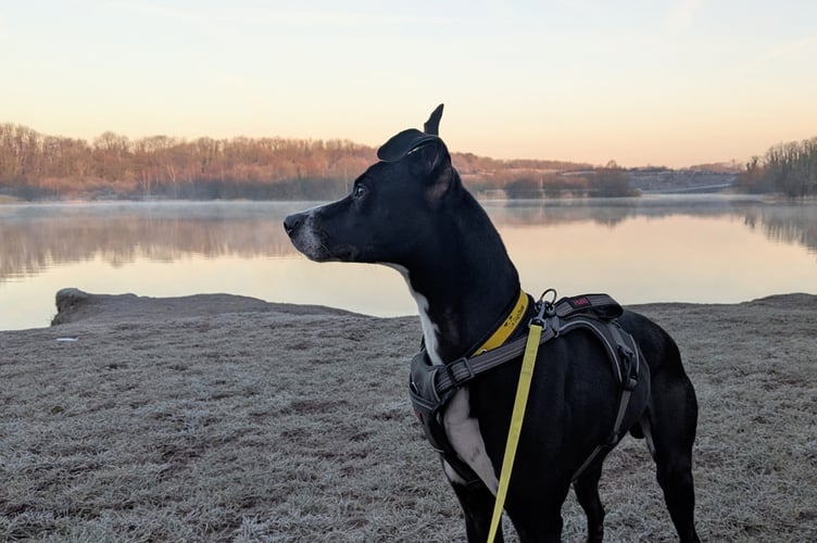 Dogs Trust dog