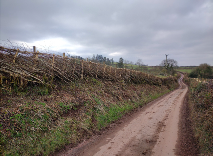 Farmers restored hedgerows in ‘Brecknock’, ‘Carmarthenshire’, and ‘Monmouthshire’ styles