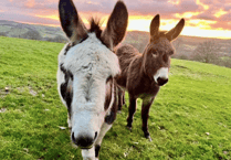 Picture This: Readers' animal photography!