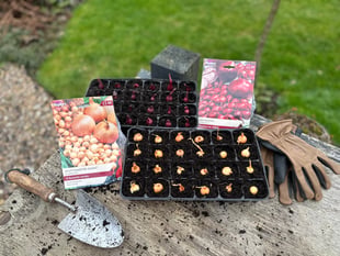 The vegetables you should be planting in your garden right now