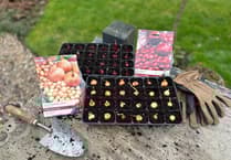 The vegetables you should be planting in your garden right now