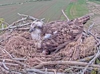 Ospreys lay first egg in Usk Valley for 250 years