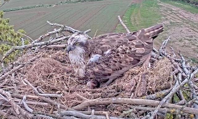 A pair of ospreys have laid their first egg in a nest near Talybont-on-Usk, marking a historic milestone for the species in the Usk Valley