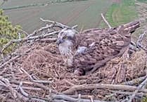 Ospreys lay first egg in Usk Valley for 250 years