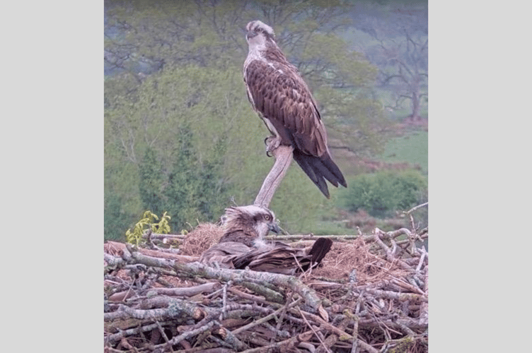 The pair of ospreys 