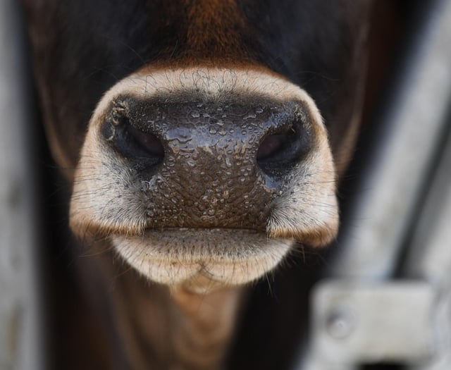Farming unions welcome all-Wales Bluetongue Restricted Zone