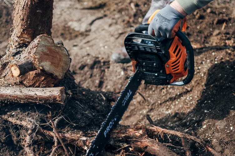 Rogue traders often falsely claim that trees are ‘illegal’ to pressure residents into costly and unnecessary work