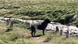 Police investigate dog attack on sheep near Pen y Fan