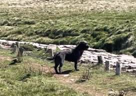 Police have released this image of the dog