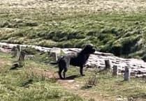 Police investigate dog attack on sheep near Pen y Fan