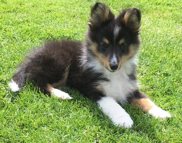 Baby Tiny Timmy