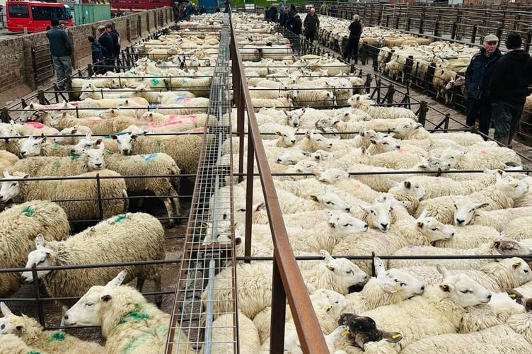 Buyers showed strong demand for quality sheep at Knighton Market