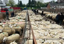 Strong prices and steady demand at Knighton Market