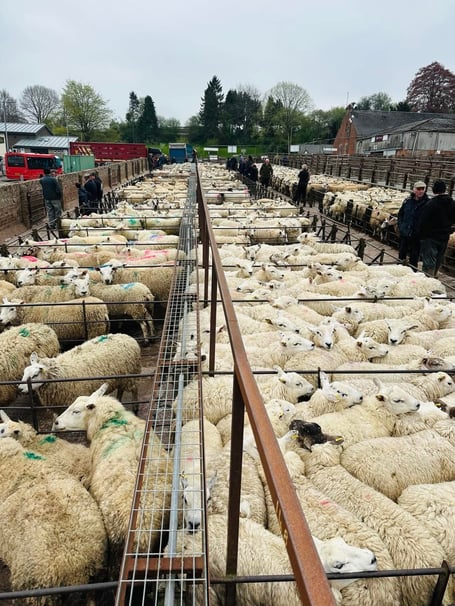 Buyers showed strong demand for quality sheep at Knighton Market