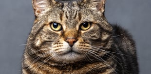 Young photographers in Wales urged to enter RSPCA photo competition
