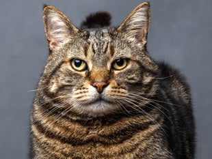 Young photographers in Wales urged to enter RSPCA photo competition