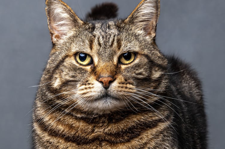 Not Impressed by Jamie Smart, Pet Portraits winner