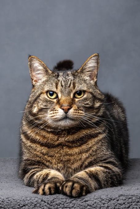 Not Impressed by Jamie Smart, Pet Portraits winner