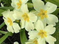 Video: Readers' 'In my garden' photography!