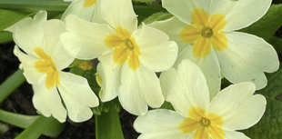 Video: Readers' 'In my garden' photography!