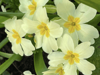 Video: Readers' 'In my garden' photography!