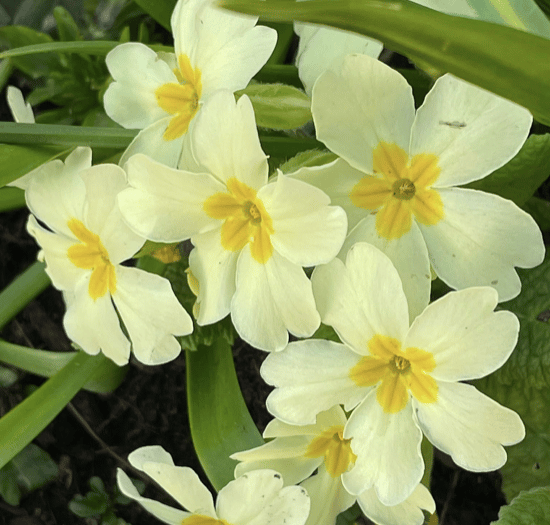 Video: Readers' 'In my garden' photography!