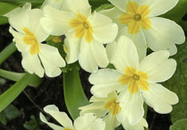 Video: Readers' 'In my garden' photography!