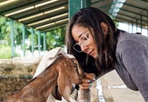 Nominations open for Young Vet of the Year award