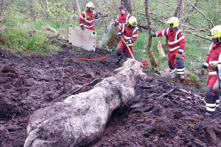 Bruce the bull was safely rescued from a bog near Brecon after a two-and-a-half-hour operation by fire crews, vets, and local residents