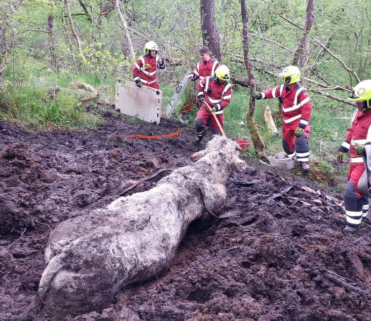 Bruce the bull was safely rescued from a bog near Brecon after a two-and-a-half-hour operation by fire crews, vets, and local residents