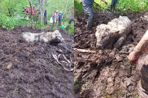 The 800kg bull became trapped up to his chest in deep mud