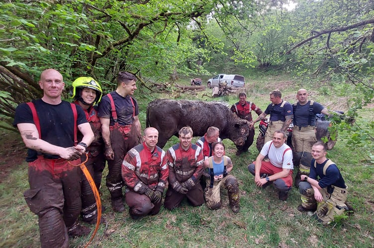 Bruce the bull back on his feet with the rescue team