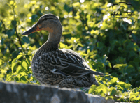 Video: Out and about photography from Brecon & Radnorshire