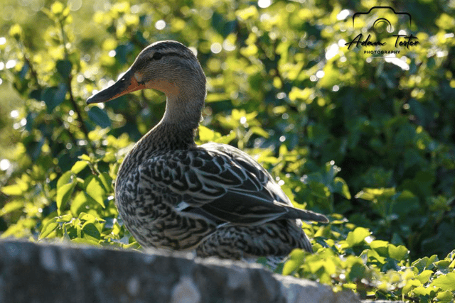 Video: Out and about photography from Brecon & Radnorshire