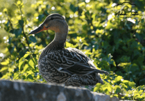 Video: Out and about photography from Brecon & Radnorshire