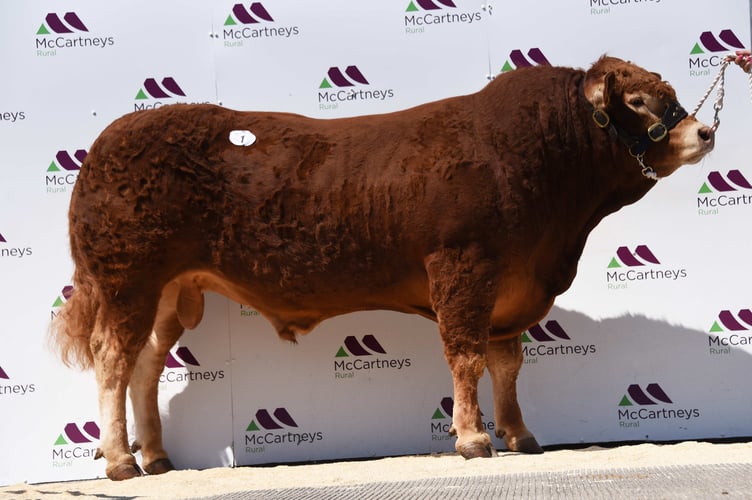 Orlham Uzi PP, the top-priced bull at the Brecon Premier Sale, sold for 15,000gns
