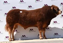Orlham Uzi tops bull sale in Brecon