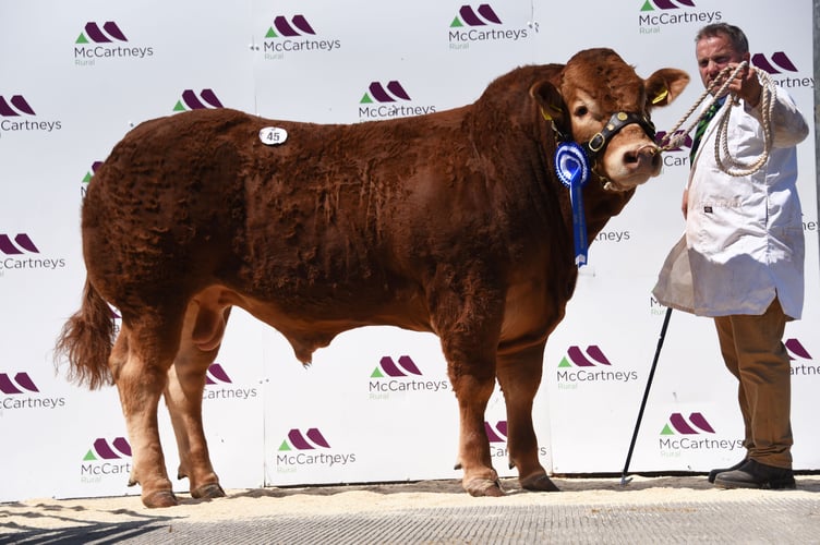 Ashledge Victorious, a 15-month-old bull, sold for 10,000gns